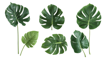 Collection of Tropical Foliage Leaves Arranged on White Background Generative AI
