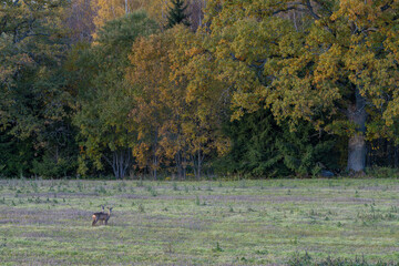 deer in the forest