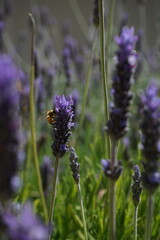 bee on lavender