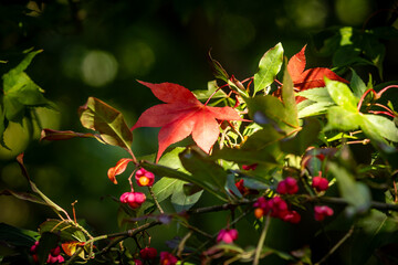 Colourful leaves on a maple tree and flowers on a spindle tree, on a sunny autumn morning
