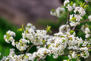 A tree with white flowers is in full bloom