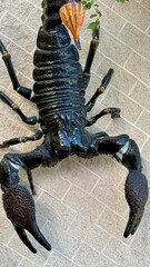 scorpion on the ground