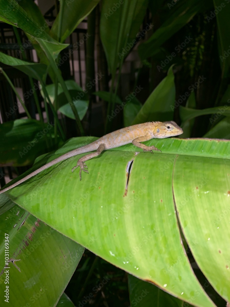 Wall mural lizard resting on leaf in thailand.