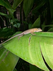 Lizard resting on leaf in Thailand. 