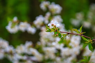 Flowers and flowering trees in early spring. Spring background with copy space