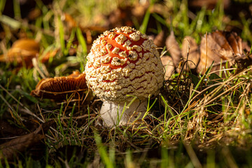 A close up of a fly agaric mushroom on a sunny autumn morning