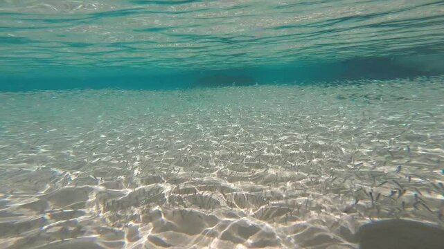 Massive School Of Sardines Fish Underwater as Natural Aquarium. Fernando de Noronha, Pernambuco, Brazil. Sancho Beach.
