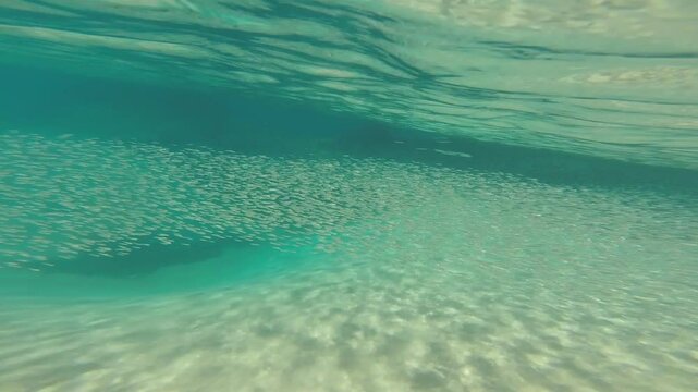 Massive School Of Sardines Fish Underwater as Natural Aquarium. Fernando de Noronha, Pernambuco, Brazil. Sancho Beach.