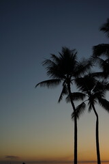 Fototapeta premium palm tree silhouette