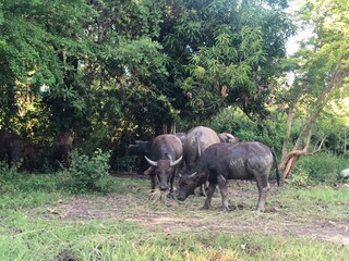 buffalo in the field