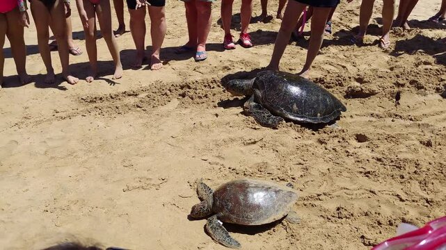 Adult sea turtle and young sea turtle crawling on the sand beach towards the sea - Fernando de Noronha, Brazil 