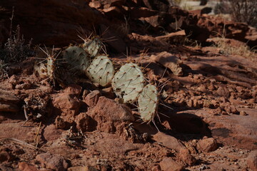 cactus on brown sand