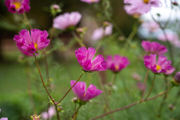 Fototapeta premium Purple and pink cosmos flowers blooming outdoors.