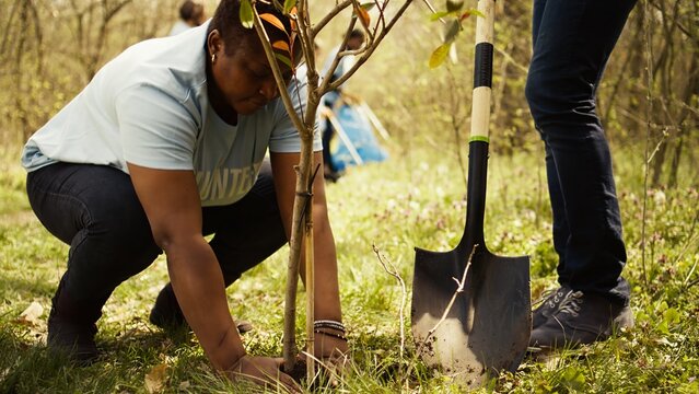Volunteers filling up holes after planting trees around the forest, contributing to environmental protection and restore nature. Activists social team growing seeds in the woods habitat. Camera B.