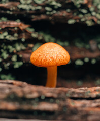 mushroom in the forest