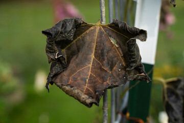 Frost damaged leaves on a loofah, luffa, plant.