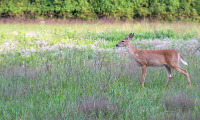 Fawn, baby deer, standing in a field with pink flowers.