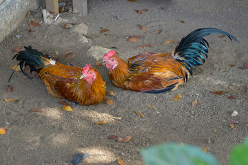 Rooster, male chicken looking for food