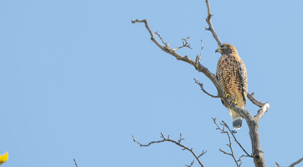 Red-shouldered hawk perched in a bare tree.