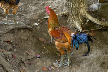 Rooster, male chicken looking for food