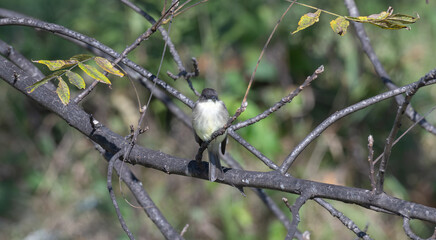Closeup of an eastern phoebe perched in a bare tree.