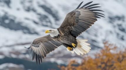 Majestic eagle soaring over a snowy landscape.
