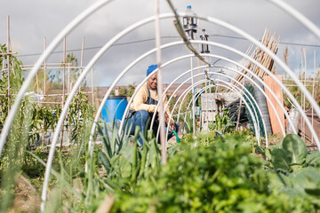 Woman caring for and maintaining her small urban garden and collecting fruits and vegetables