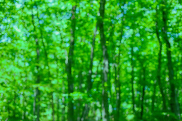 Fototapeta premium Green Forest blur bokeh background