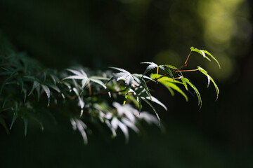 Tokyo,Japan - October 14, 2024: green maple leaves with bokeh