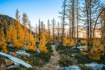 Trail with many golden larches at Grasshopper Pass during fall season, Pacific Crest Trail, North Cascades National Park, Washington. © Victoria Nefedova