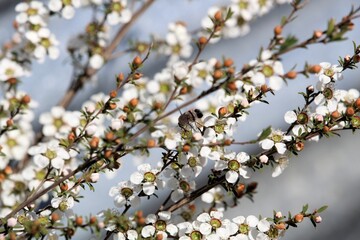 True Bee Fly (Meomyia) feeding on Heath Teatree nectar, South Australia
