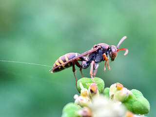 Close up of paper wasp, macro shot of wasp sucking flower nectar