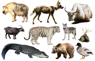 Obraz premium assortment of many kind of asian wild birds, reptiles and animals on white background