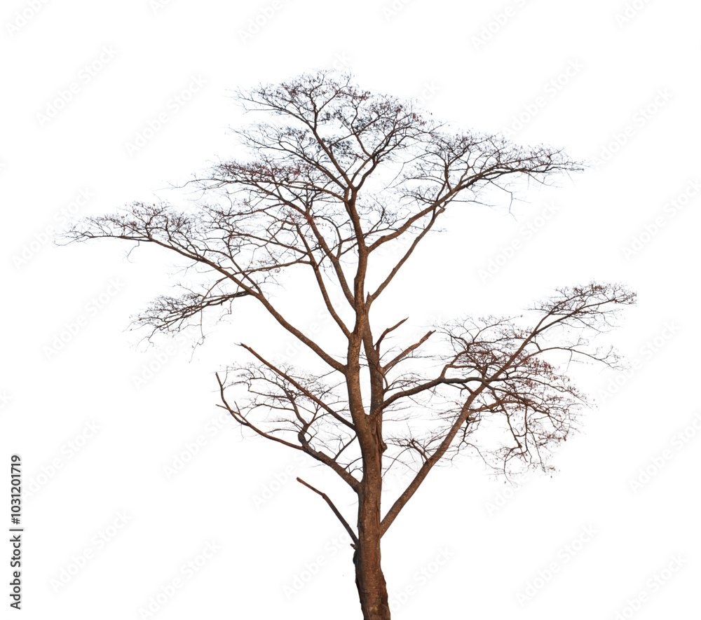 Wall mural dead tree branch isolated on transparent background png file.