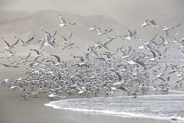 Nature’s symphony: hundreds of birds gathering on the shore, each one a note in a perfect coastal harmony. Patitos Beach Huarmey Peru