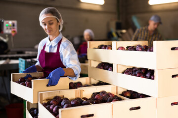Fototapeta premium Portrait of female farmer posing with wooden boxe full of plums at agriculture manufacture. Selective focus on stack of boxes with fruits