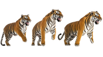 Obraz premium Roaring Tigers in Dynamic Poses Against a White Background Generative AI