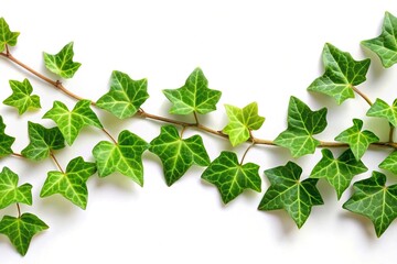 Ivy green leaf on white background