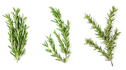 Fresh Rosemary Sprigs Arranged on a Clean White Background Generative AI