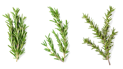 Fresh Rosemary Sprigs Arranged on a Clean White Background Generative AI