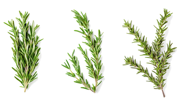 Fresh Rosemary Sprigs Arranged on a Clean White Background Generative AI