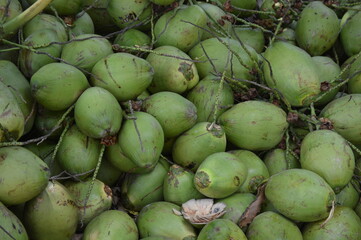 Delicious fresh coconut ready to eat