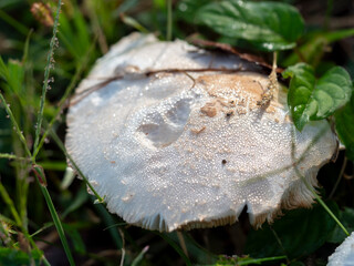 朝露に濡れたオオシロカラカサタケ