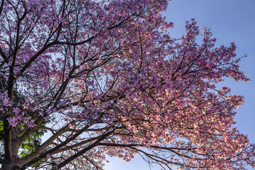 árvore florida com flores rosas na cidade de Brasília, Distrito Federal, Brasil
