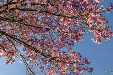 árvore florida com flores rosas na cidade de Brasília, Distrito Federal, Brasil