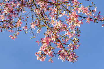 árvore florida com flores rosas na cidade de Brasília, Distrito Federal, Brasil