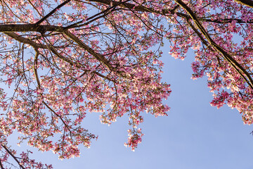 árvore florida com flores rosas na cidade de Brasília, Distrito Federal, Brasil