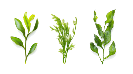 Collection of Vibrant Aquatic Plants Isolated on a White Background Generative AI