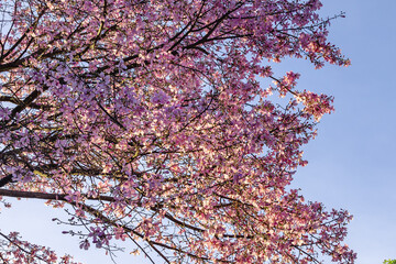 árvore florida com flores rosas na cidade de Brasília, Distrito Federal, Brasil