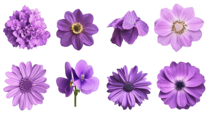 Vibrant Collection of Various Red Flowers on a White Background Generative AI